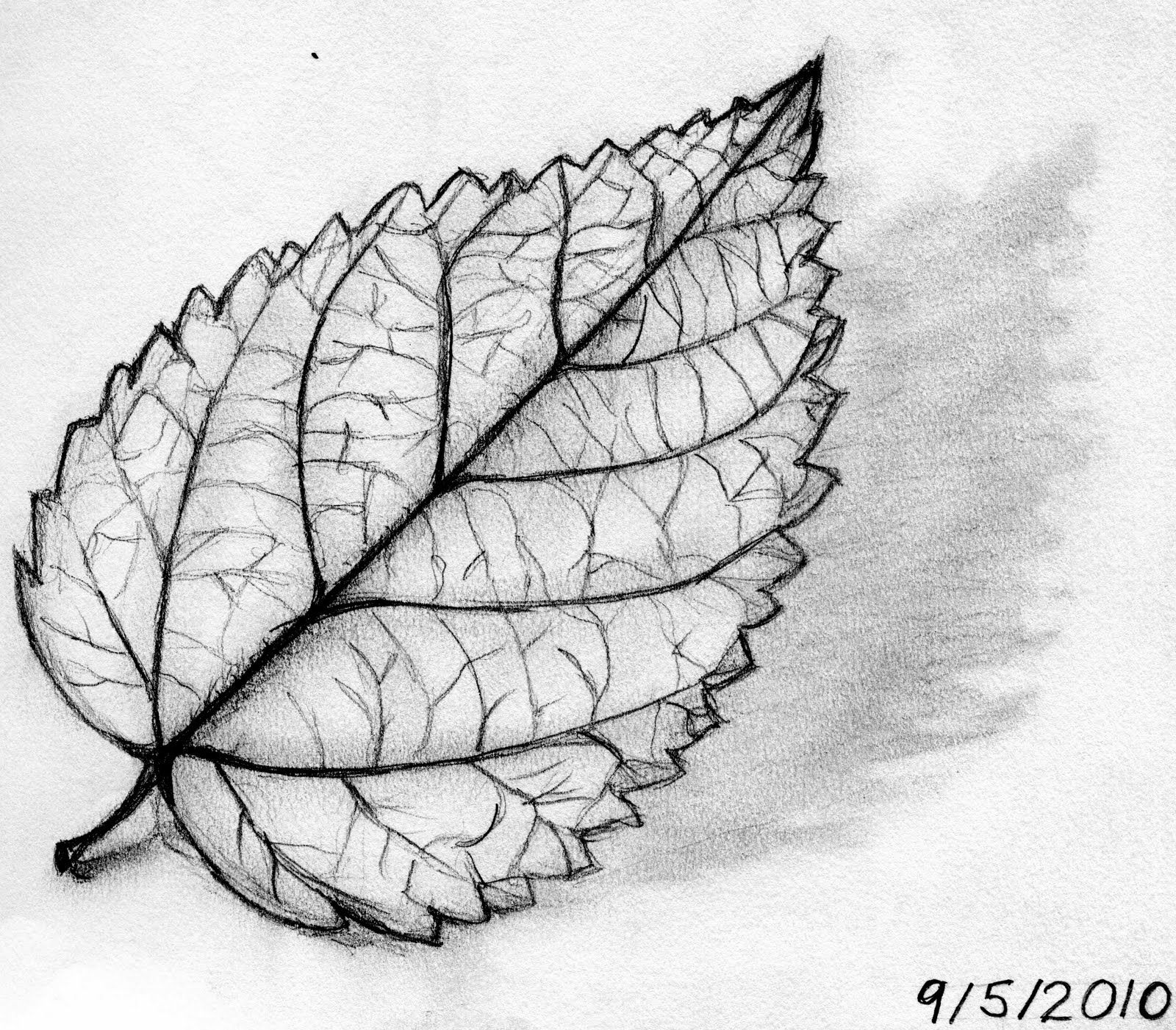1600x1401 Leaves Of Drawing Concert Winstel Leaf Had She Product - Leaf Drawing