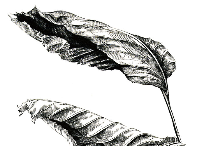 700x500 Life Of A Dead Leaf - Leaf Drawing
