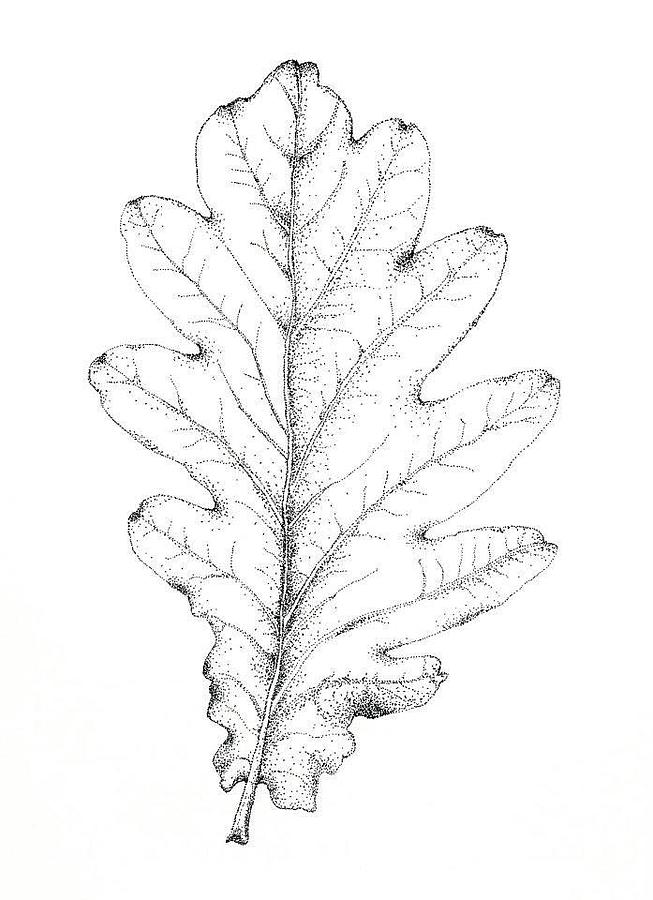 653x900 Oak Leaf Drawing - Leaf Drawing