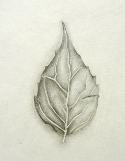 400x514 Observational Drawing Of A Leaf - Leaf Drawing