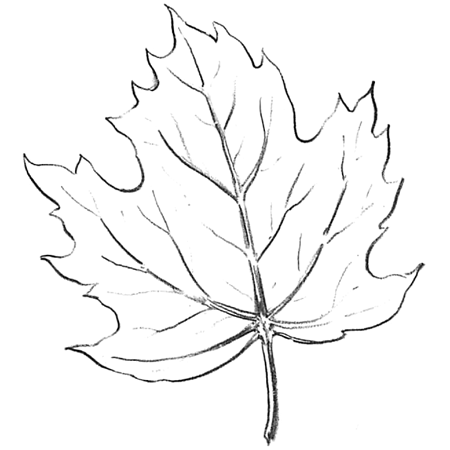 450x450 How To Draw Maple Leaves - Leaf Drawing