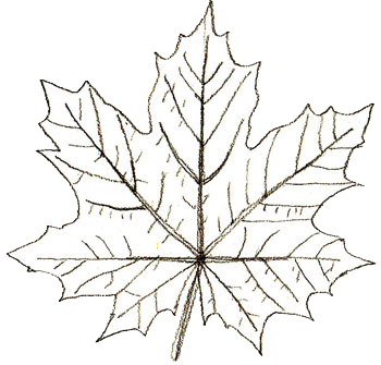 350x335 How To Draw Maple Leaves - Leaf Drawing Easy