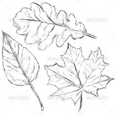 236x236 How To Draw Maple Leaves - Leaf Drawing Easy