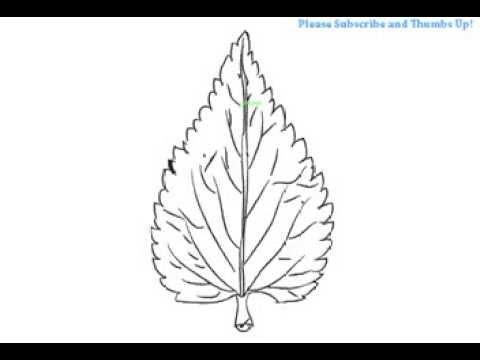 480x360 How To Draw A Simple Leaf - Leaf Drawing Easy