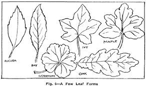 292x173 Image Result For How To Draw Easy Leaves Diy - Leaf Drawing Easy