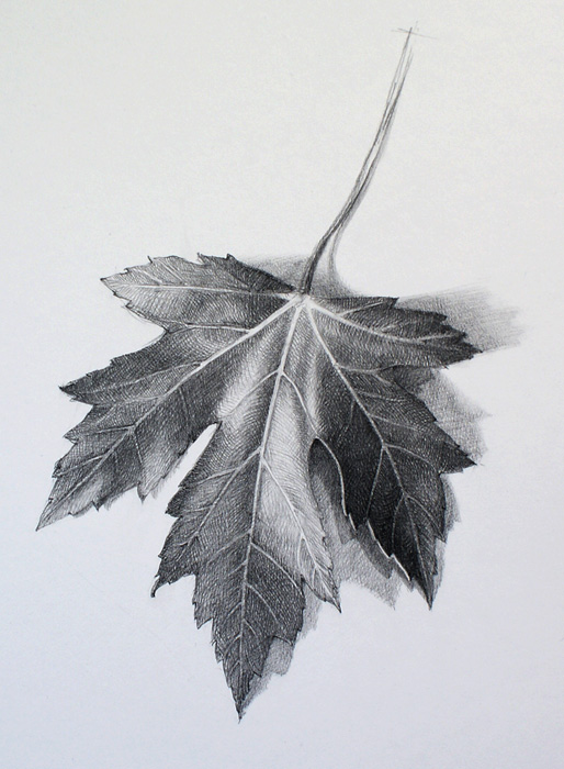 514x700 How To Draw A Leaf - Leaf Drawing Images