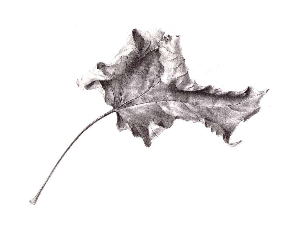 1024x801 Leaf Drawing Assignment Keller's Blog Site - Leaf Drawing Images