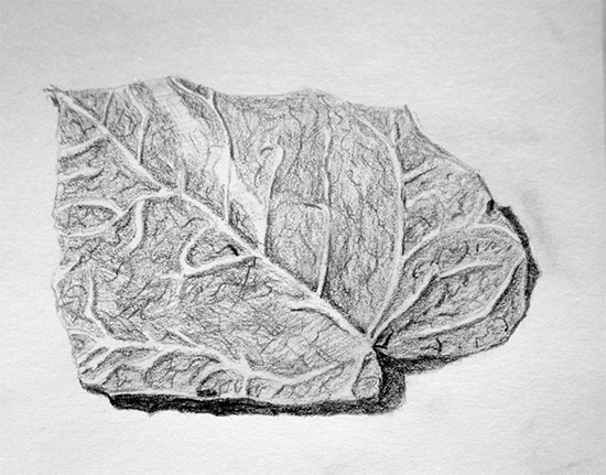 550x431 Day - Leaf Drawing Images