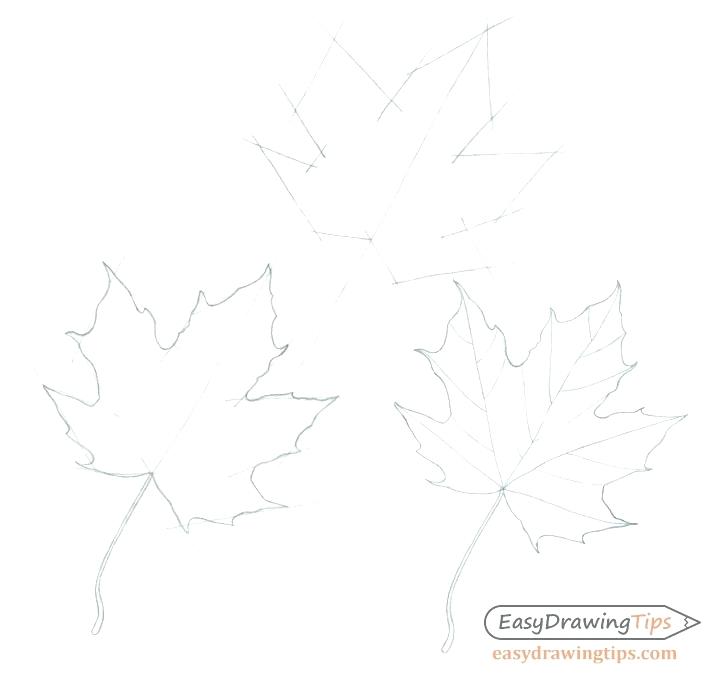 728x680 Drawing Of Leaf Different Ways To Draw Leaves Easy Step - Leaf Drawing Images