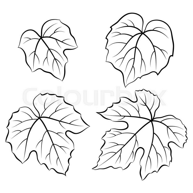Leaf Drawing Pictures