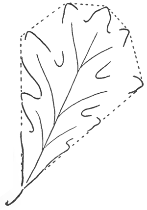 300x428 How To Draw Oak Leaves With Step - Leaf Drawing Pictures