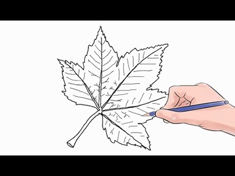 480x360 How To Draw A Leaf Easy Step - Leaf Drawing Pictures