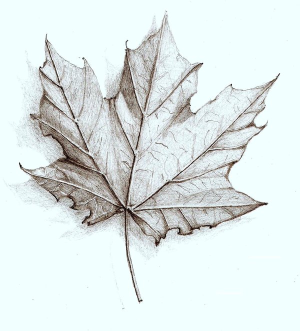 600x662 Leaf Drawing Assignment Keller's Blog Site - Leaf Drawing Pictures