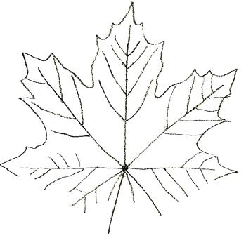 350x339 tree leaves drawing how to draw maple leaves step gum tree leaf - Leaf Drawing Pictures