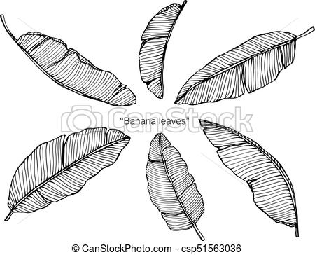 450x364 Banana Leaves Drawing - Leaf Drawing Pictures