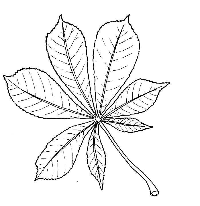 698x720 Biological Drawing Of Horse Chestnut Leaf Resources For Biology - Leaf Drawing Pictures
