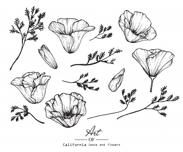 626x521 California Poppy Flower And Leaf Drawing Vector Premium Download - Leaf Drawing Pictures