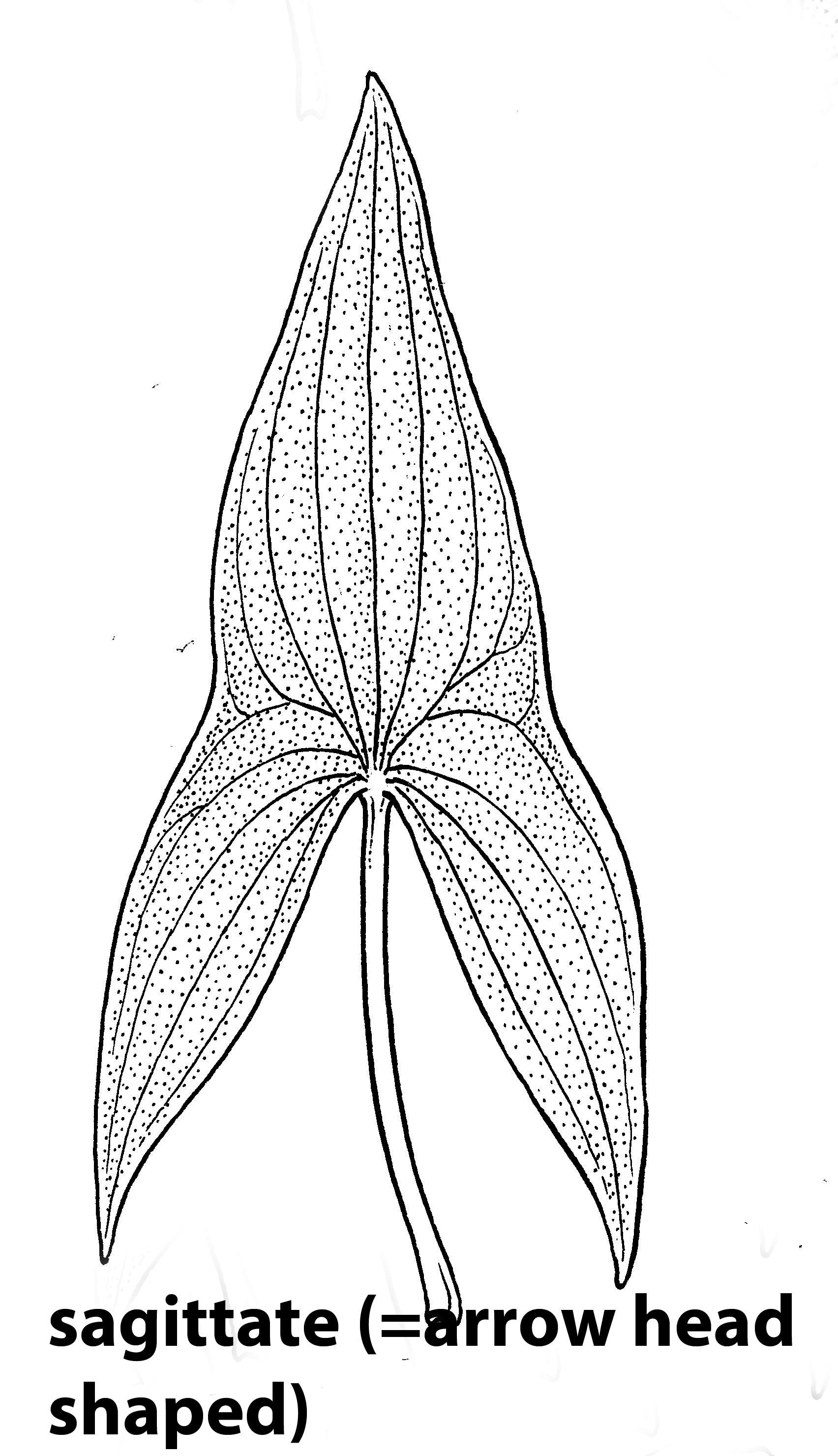 1704x2960 Definition Leaf Base Sagittate - Leaf Drawing Pictures
