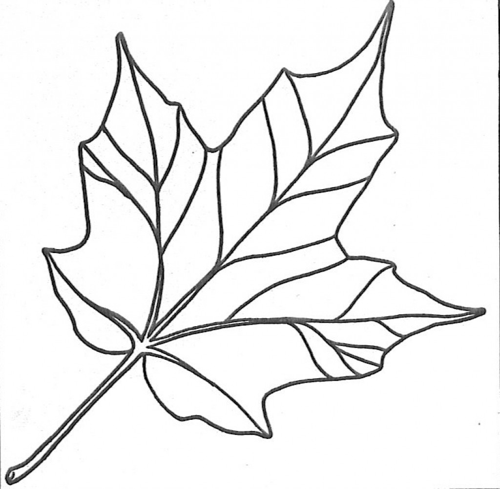 1024x1003 Maple Leaf Coloring - Leaf Drawing Template