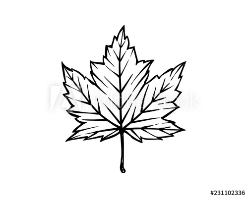 500x400 Maple Leaf Drawing Template - Leaf Drawing Template