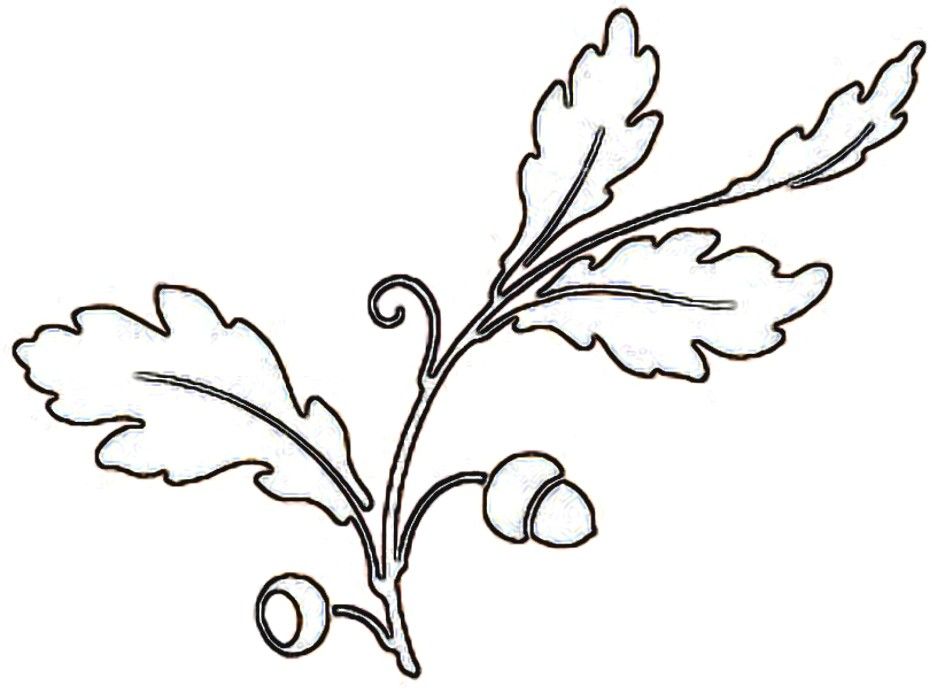 937x693 Oak Leaf Drawing Template - Leaf Drawing Template