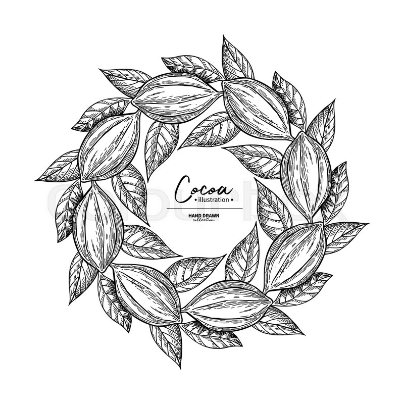 800x800 cocoa frame vector superfood drawing stock vector colourbox - Leaf Drawing Template