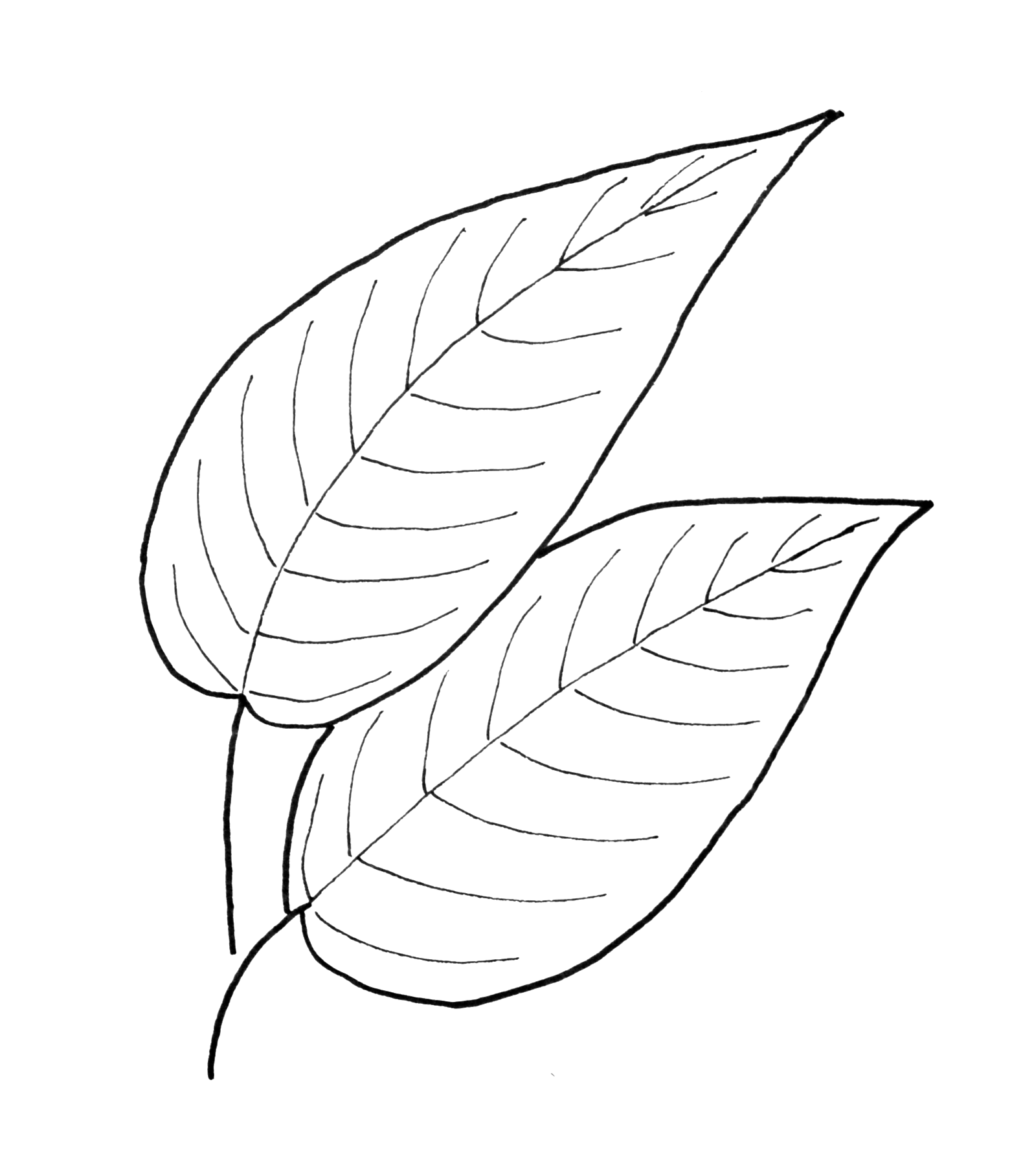 1580x1817 Fortune Simple Leaf Template Pattern - Leaf Drawing Template