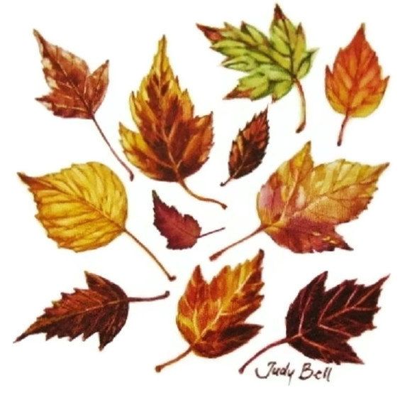 564x570 drawn leaf fall leaves - Leaf Drawing Tumblr