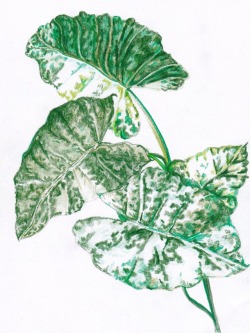 250x333 a unfinished namjoon drawing that seemed to go well with this leaf - Leaf Drawing Tumblr