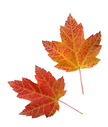 432x508 Fall Tumblr - Leaf Drawing Tumblr