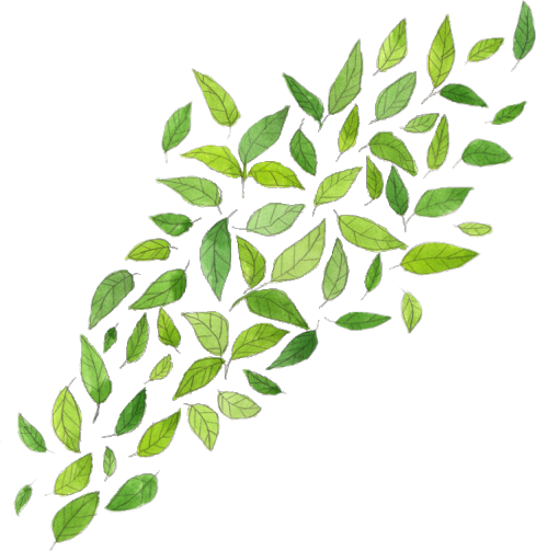 489x503 Leafs Leaves Drawing Tumblrfreetoedit - Leaf Drawing Tumblr