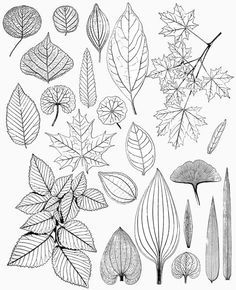 236x290 Black White Line Art, Leaves, Leaf Drawings, Vintage Digital - Leaf Drawing Tumblr