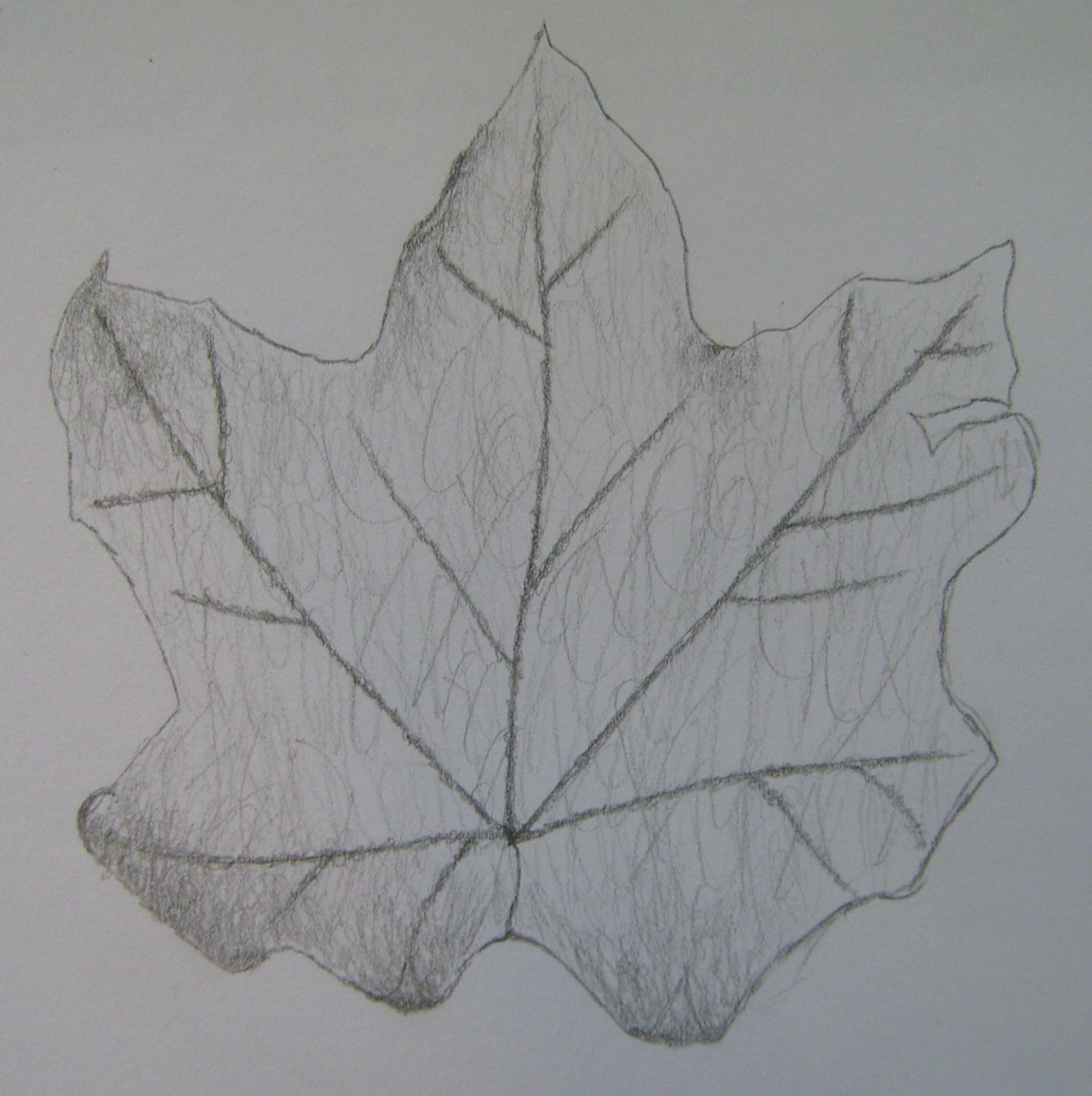 1989x1996 Filepencil Drawing - Leaf Drawings In Pencil