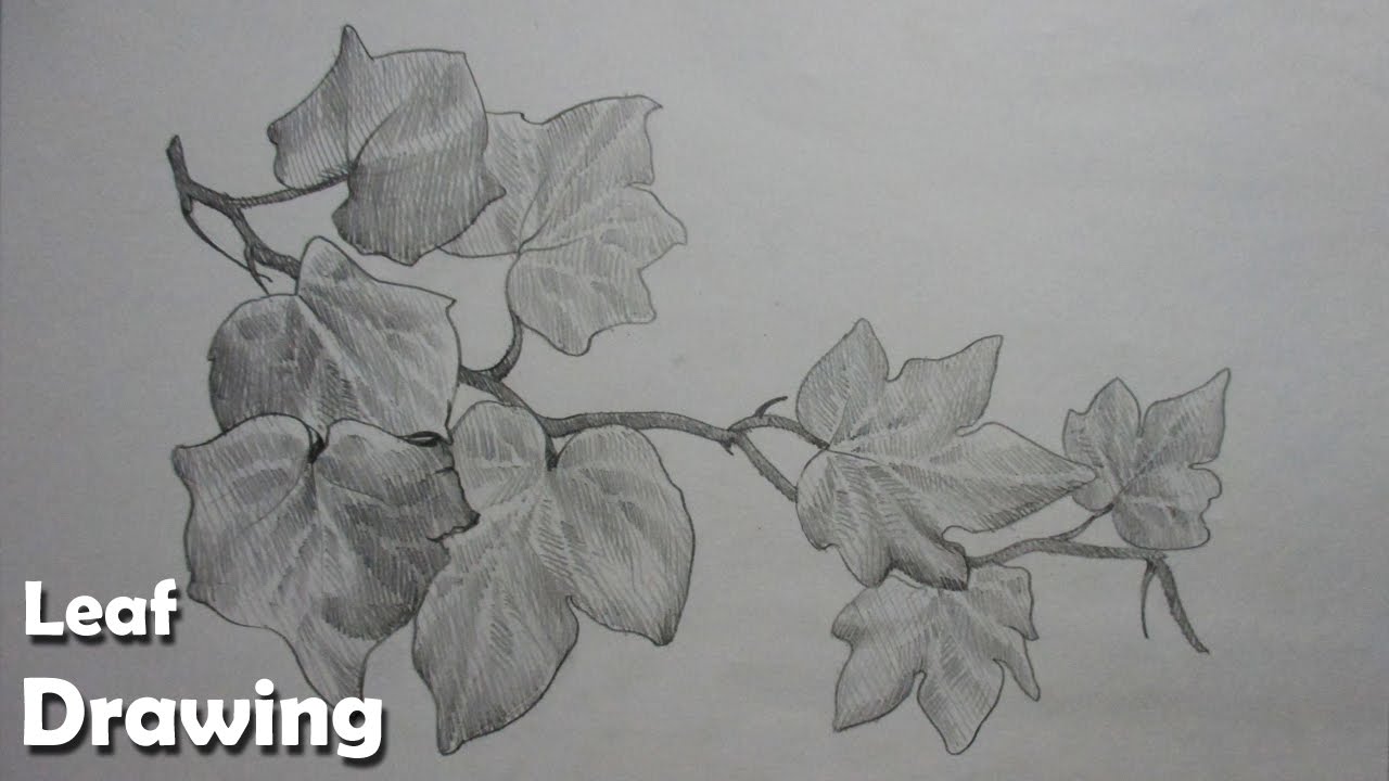 1280x720 How To Draw Leaves In Pencil Strokes Step - Leaf Drawings In Pencil
