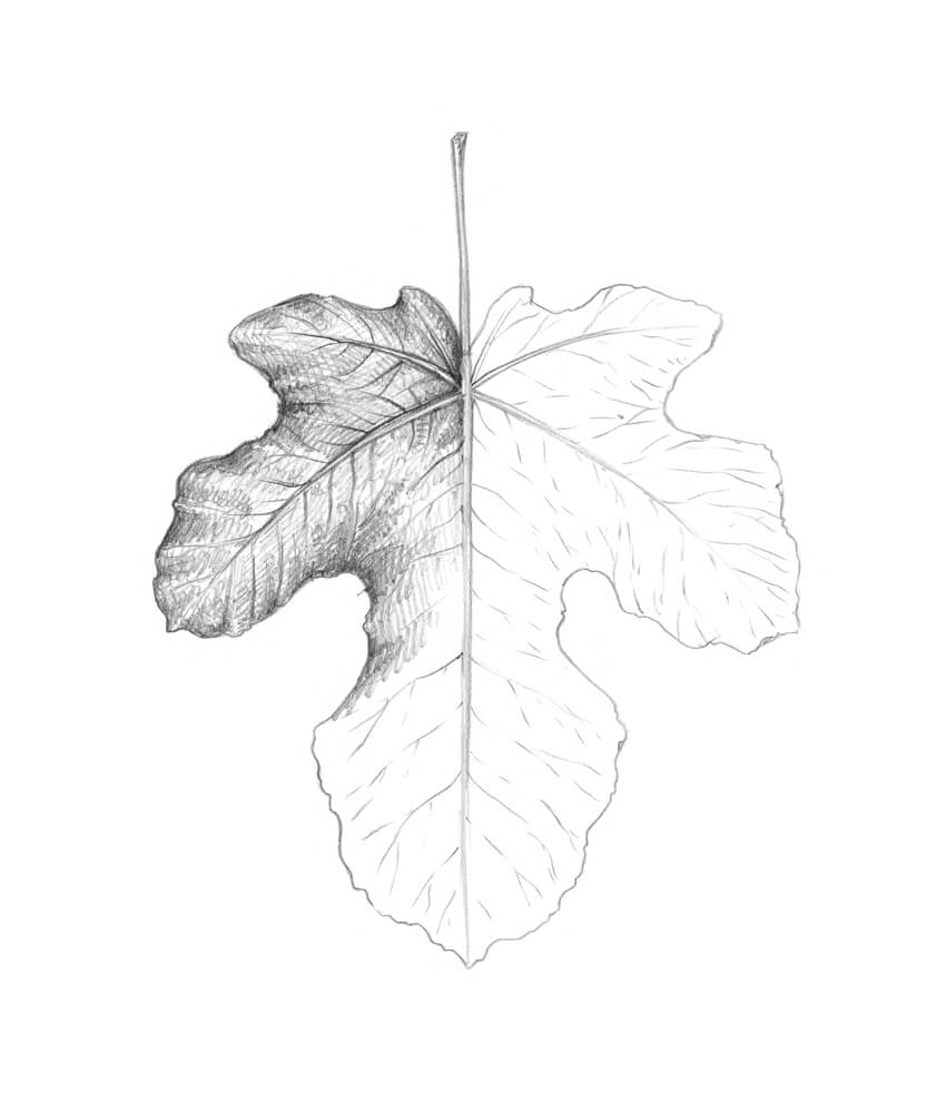 850x990 How To Draw A Leaf Step - Leaf Drawings In Pencil