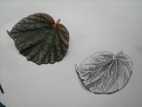 480x360 How To Draw A Leaf - Leaf Drawings In Pencil