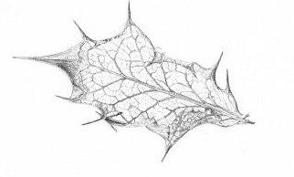 322x194 Line And Tonal Pencil Drawing For Botanical Observations - Leaf Drawings In Pencil