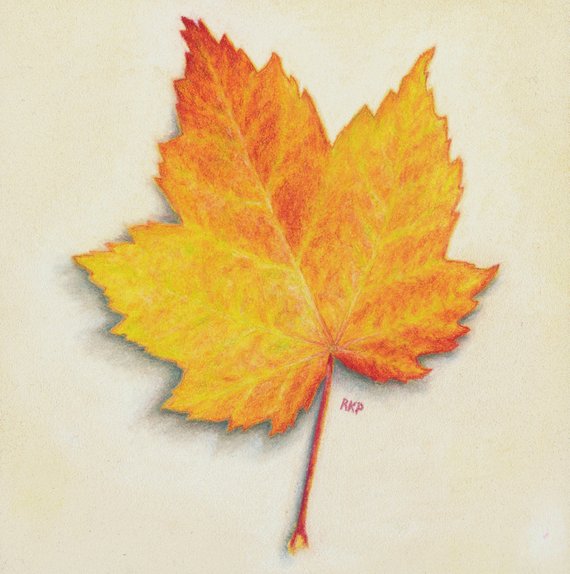 570x574 Original Art Colored Pencil Drawing Of A Maple Leaf Etsy - Leaf Drawings In Pencil