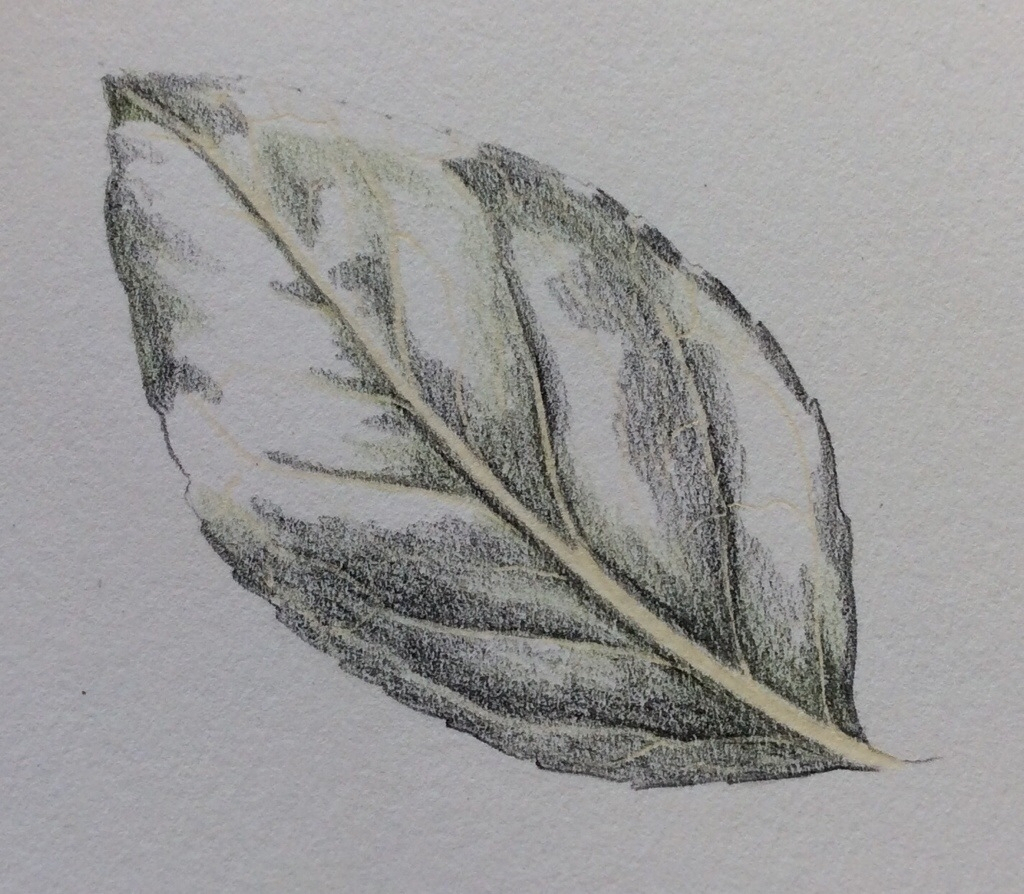 Картинка лист карандашом. Листья карандашом. Зарисовки листьев. Рисунки листьев. Наброски листьев.