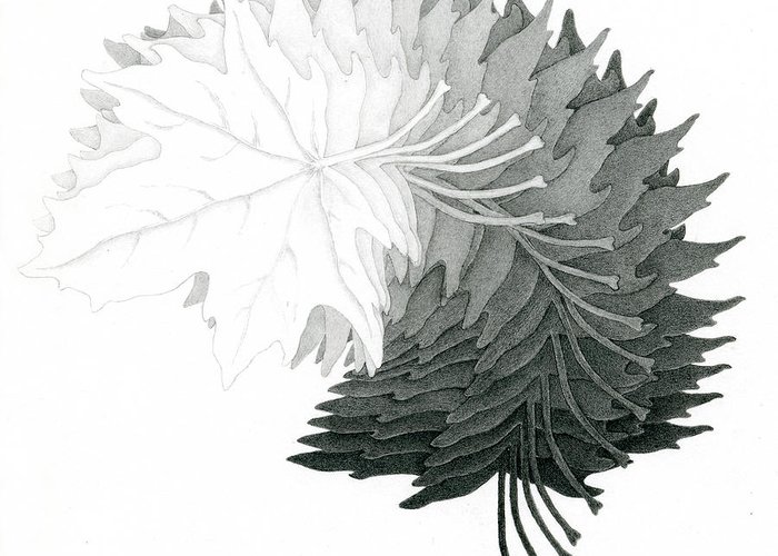 700x500 Pencil Drawing Of Maple Leaves Greeting Card For Sale - Leaf Drawings In Pencil