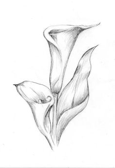 236x345 Pencil Sketch Of Leaves Draw Drawings, Pencil Drawings - Leaf Drawings In Pencil