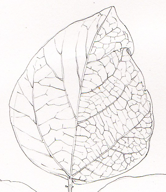 534x616 Step - Leaf Drawings In Pencil