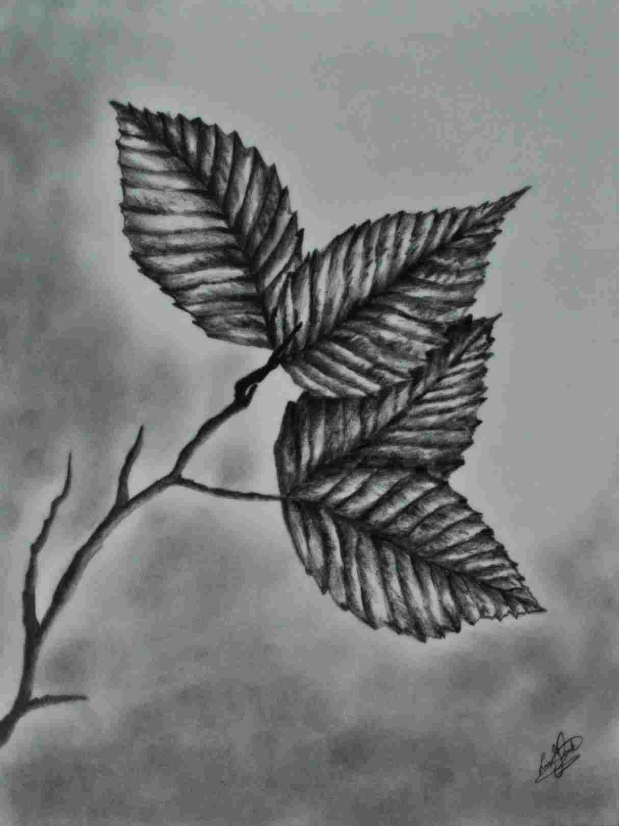 1214x1618 Pencil Pencil Sketches Of Leaves Drawing Realistic Leaves Sketch - Leaf Drawings In Pencil