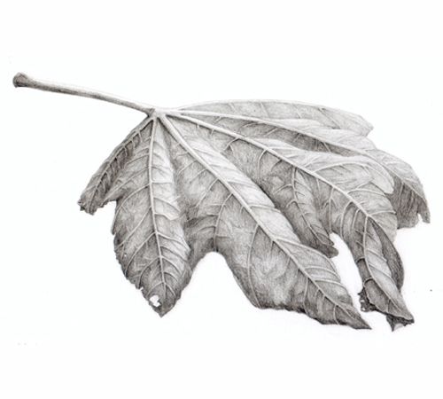 500x450 Autumn Leaf Of A Figtree Pencil Drawing On Paper - Leaf Drawings In Pencil