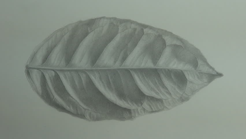 852x480 Citrus Leaf Drawing With Pencil Stock Footage Video - Leaf Drawings In Pencil