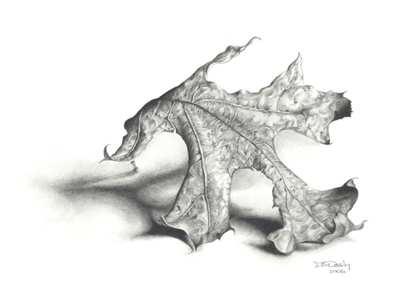 600x440 Drawing Basics Dee Overly's Colored Pencil And Graphite Drawings - Leaf Drawings In Pencil
