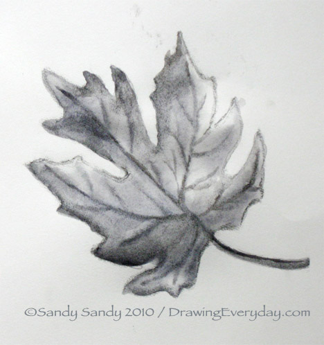 468x498 Drawing Everyday Maple Leaf Drawing - Leaf Drawings In Pencil