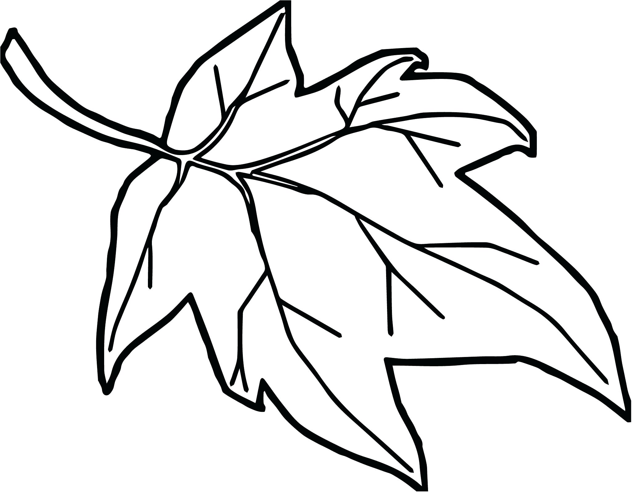 2051x1596 fall leaves drawing coloring pages fall leaves drawing line - Leaf Line Drawing