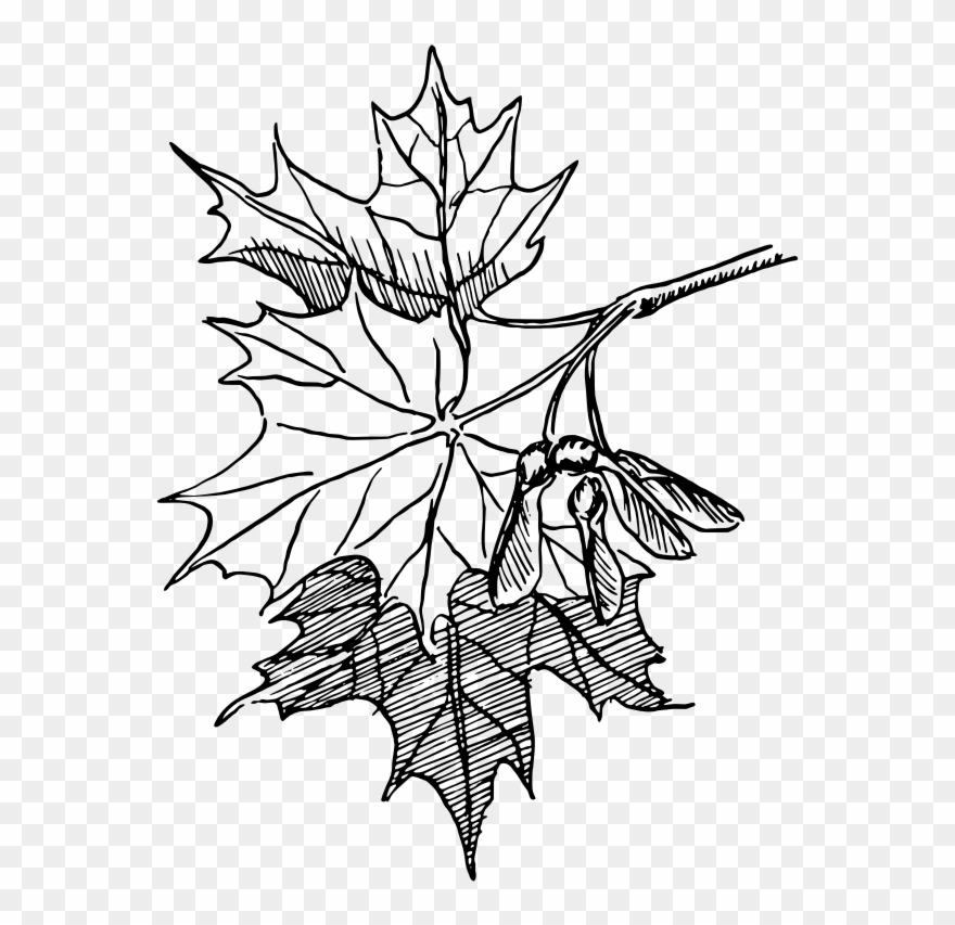 880x853 Free Sugar Maple - Leaf Line Drawing