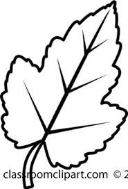 185x272 Image Result For Leaf Line Art Amy Scarf Leaf Clipart, Black - Leaf Line Drawing